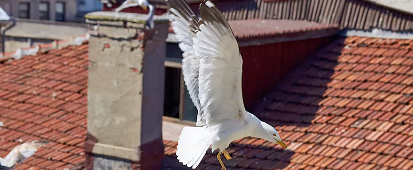 Residential Chimney Animal Removal Solution in Wyoming, MI