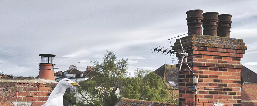 Chimney Cleaning And Restoration in Wyoming, Michigan